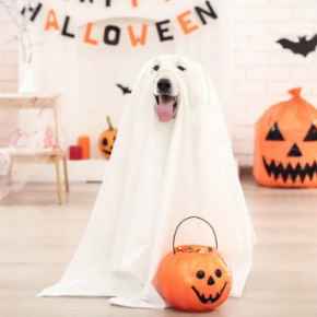 Picture for category Happy Howl-oween